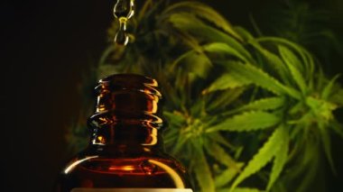 Cam şişe, esrar THC tentürü, bitkisel tedavi. İlaç olarak kenevir yağı. Alternatif tıp konsepti. Sativa bitkilerinden uyuşturucu yapmak. Yüksek kalite 4k görüntü