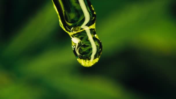 Glasflasche Mit Cannabis Thc Tinktur Kräuterbehandlung Pharmazeutisches Hanföl Konzept Der — Stockvideo