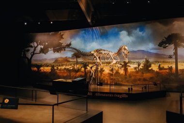 Ekim 2023 - Prag, Çek Cumhuriyeti. Dinozorlar Müzesi 'nde Allosaurus iskelet modeli. Çocuklar ve yetişkinler için modern bir sergi. Eğitim konsepti. Yüksek kalite fotoğraf