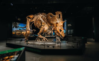 Ekim 2023 - Prag, Çek Cumhuriyeti. Triceratops iskelet modeli Dinozor Müzesi 'nde. Çocuklar ve yetişkinler için modern bir sergi. Eğitim konsepti. Yüksek kalite fotoğraf