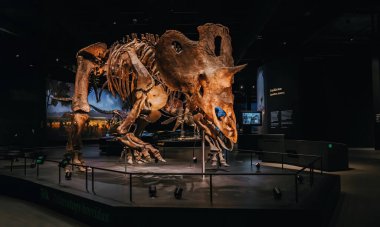 Ekim 2023 - Prag, Çek Cumhuriyeti. Triceratops iskelet modeli Dinozor Müzesi 'nde. Çocuklar ve yetişkinler için modern bir sergi. Eğitim konsepti. Yüksek kalite fotoğraf