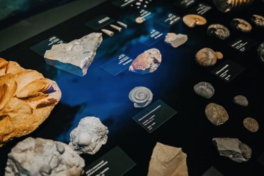 Ekim 2023 - Prag, Çek Cumhuriyeti. Ammonit, Dinozor Müzesi 'ndeki fosiller. Çocuklar ve yetişkinler için modern bir sergi. Eğitim konsepti. Yüksek kalite fotoğraf