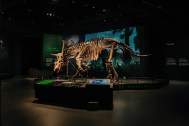 Ekim 2023 - Prag, Çek Cumhuriyeti. Triceratops iskelet modeli Dinozor Müzesi 'nde. Çocuklar ve yetişkinler için modern bir sergi. Eğitim konsepti. Yüksek kalite fotoğraf