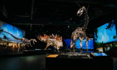 Ekim 2023 - Prag, Çek Cumhuriyeti. Diplodocus, Stegosaurus Dinozor Müzesi 'nde modellik yapıyor. Çocuklar ve yetişkinler için modern bir sergi. Eğitim konsepti. Yüksek kalite fotoğraf