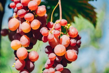 Taze olgun üzüm dalı ve doğal arka planda su damlaları. İtalya 'da gün batımında üzüm bağı. Şarap üzümü hasadı. Vitaminler, diyet. Yüksek kalite