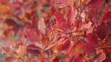 Sonbahar altın doğası. Kırmızı ağaç dalı. Sonbahar manzarası, güneş parlaması. İnanılmaz renkli bir Ekim ayı. Yüksek kalite 4k görüntü