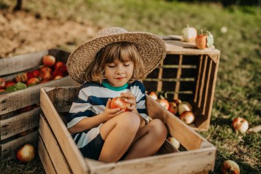 Meyve bahçesindeki tahta kutuda olgun kırmızı elma yiyen tatlı küçük çocuk. Evdeki oğlum, sonbahar kırsalında doğayı, bitkileri keşfediyor. Harika bir sahne. Aile, aşk, hasat, çocukluk kavramı