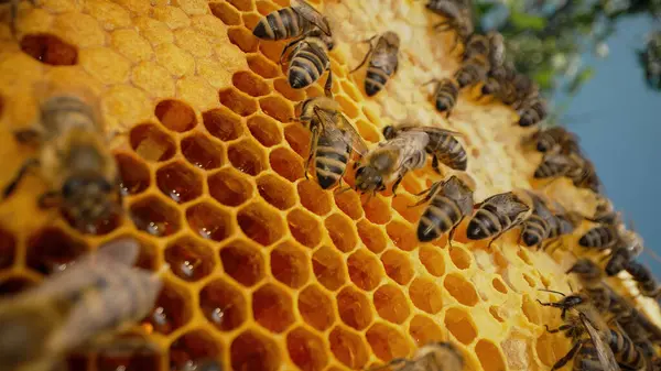 Bijenfamilie Werkt Aan Honingraat Bijenstal Leven Van Carniolan Honingbij Korf Rechtenvrije Stockfoto's