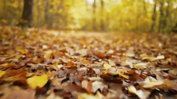 Φθινοπωρινή Φύση Στο Δάσος Κάμερα Κινείται Μέσα Από Πεσμένα Φύλλα — Αρχείο Βίντεο