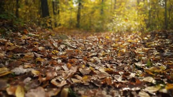 Höstens Natur Skogen Kameran Rör Sig Genom Fallande Orange Blad — Stockvideo
