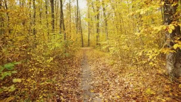 Höstens Natur Skogen Kameran Rör Sig Framåt Genom Stigen Med — Stockvideo