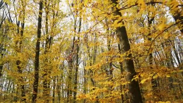 Höstens Natur Skogen Kameran Rör Sig Framåt Med Fallande Orange — Stockvideo
