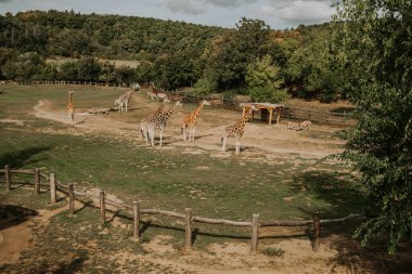 Prag hayvanat bahçesindeki Afrika zürafaları. Doğa savanası konsepti. Güzel vahşi yaşam. Yüksek kalite fotoğraf