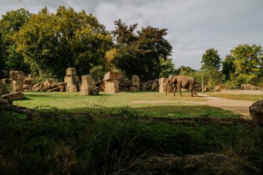 Prag Hayvanat Bahçesi 'nde büyük bir fil. Savanna, vahşi yaşam konsepti. Yüksek kalite fotoğraf