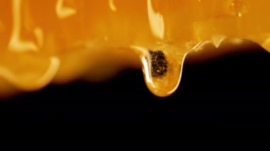 Bal damlaları aşırı makrodan damlıyor. Doğal balmumu hücreleri, altın nektar. Siyah zemin üzerine organik sıvı tatlı dökülüyor. Yüksek kalite 4k görüntü