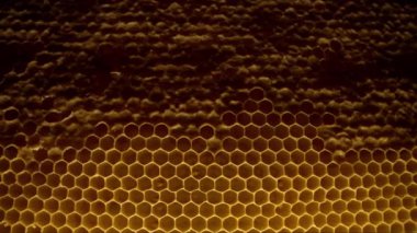 Bal peteği, arı kovanının içindeki makro görüntüler. Organik arı. Ballı ve polenli sarı balmumu hücreler. Taraklı bal. Yüksek kalite 4k görüntü