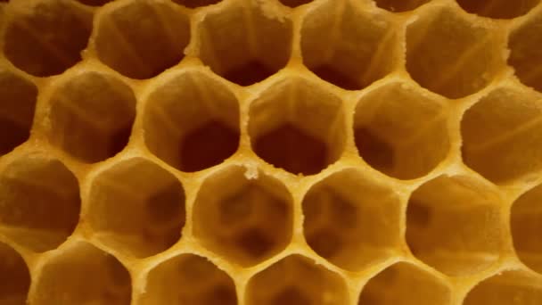 ハニカムは蜂の巣の中のマクロ映像をハニカム化する 黄色い空のワックス細胞 ハチミツコレクションシーズンの準備 高品質の4K映像 — ストック動画