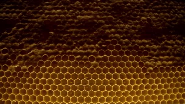 Honeycombs Extrémní Makro Záběry Uvnitř Včelího Úlu Organický Včelín Žluté — Stock video