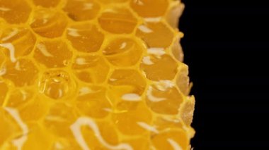Bal damlaları aşırı makrodan damlıyor. Doğal balmumu hücreleri, altın nektar. Siyah zemin üzerine organik sıvı tatlı dökülüyor. Yüksek kalite 4k görüntü
