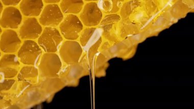 Saf altın bal iksiriyle işlenmemiş bal petekleri. İnanılmaz lezzetli akış. Makro doku, çiçek nektarının yapısı. Tatlı görüntüler, çarpıcı detaylar. Yüksek kalite 4k görüntü
