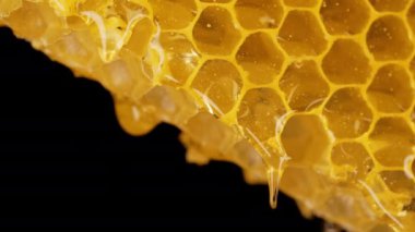 Saf altın bal iksiriyle işlenmemiş bal petekleri. İnanılmaz lezzetli akış. Makro doku, çiçek nektarının yapısı. Tatlı görüntüler, çarpıcı detaylar. Yüksek kalite 4k görüntü