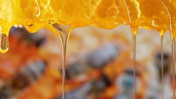Buzzing Harmony Macro Footage Honey Dripping Natures Liquid Gold Accompanied — Stock Video