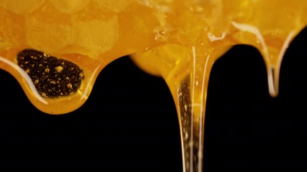 Honig Tropft Aus Den Waben Extreme Makro Natural Bienenwachszellen Gold — Stockvideo