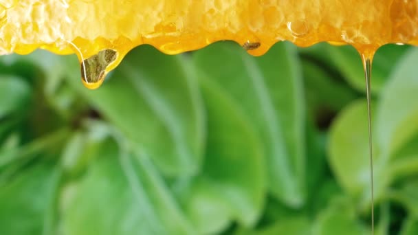 순수한 Elixir를 익지않는 놀라운 맛있는 매크로 Nectar의 달콤한 고품질 — 비디오