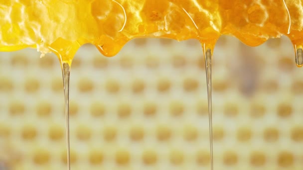 蜂蜜交响乐 蜜蜂在令人赞叹的宏观画面中工作 捕捉自然凝结的滴滴 为视觉上的授粉和甜蜜和谐盛宴提供黄金 — 图库视频影像