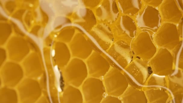Honey Dripping Honeycombs Extreme Macro Natural Beeswax Cells Gold Nectar — Stock Video