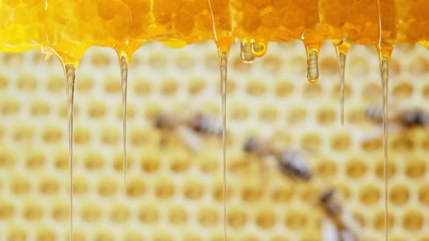 和谐的嗡嗡声 蜂蜜滴滴的宏观画面 自然流淌的黄金 伴随着迷人的蜜蜂的出现 完美的宁静和甜蜜的视觉在你的项目中 — 图库视频影像