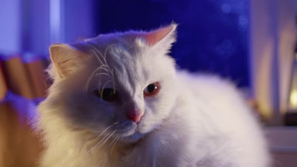 Srdečně Útulné Okouzlující Načechraná Velká Kočka Sedí Deštěm Políbeného Okna — Stock video