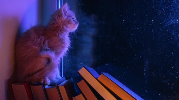 Herzerwärmende Gemütlichkeit Charmantes Kätzchen Auf Einem Stapel Papierbücher Regengeküssten Fenster — Stockvideo
