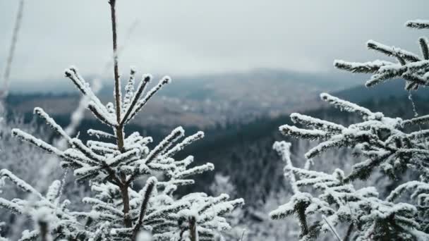 北部森林里白雪公主般的仙境 北极结霜的潮湿 冬季林地 覆盖着雪树景观 高山旅行 高质量的4K镜头 — 图库视频影像