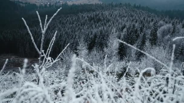 Grass Covered Hoarfrost First Snow Winter Frosty Morning Amazing Landscape — Vídeo de Stock