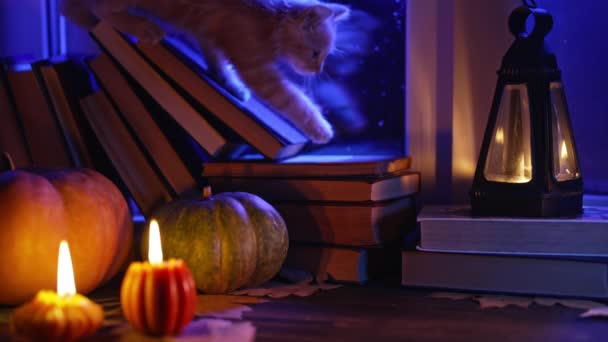 Küçük Kedi Yavrusu Yağmurlu Pencerelerle Dolu Kitapların Arasından Sıvışıyor Tatlı — Stok video