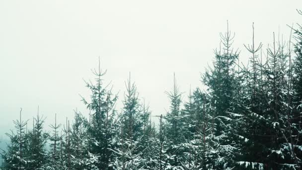 Caindo Neve Muito Calma Floresta Inverno Tempo Frio Nevasca Maravilhas — Vídeo de Stock