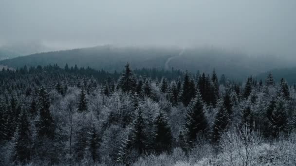 Neve Nas Montanhas Floresta Coberta Inverno Tempo Frio Nevasca Maravilhas — Vídeo de Stock