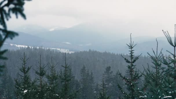 在森林里下着真正平静的雪 寒冷的天气 浪漫的仙境神奇的风景美丽的圣诞背景 — 图库视频影像