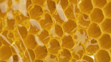 Bal damlaları aşırı makrodan damlıyor. Doğal balmumu hücreleri, altın nektar. Siyah zemin üzerine organik sıvı tatlı dökülüyor. Yüksek kalite