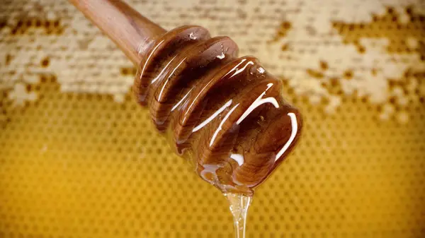 Organic honey flows from olive wood dipper stick spoon, tasty process. Apiary, beekeeping concept. Dripping, pouring sweet fluid nectar in slow motion. High quality