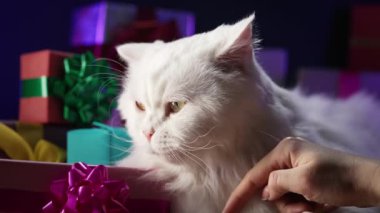 Hediye kutuları, sürprizleri ve hediyeleri olan sevimli bir kedi. Mutlu yıllar, beyaz kedicik, evcil hayvanlar, hayvanlar konsepti. Kedi arkadaş, pofuduk kedi tatil projelerine hoş bir dokunuş katıyor. Yüksek kalite 4k