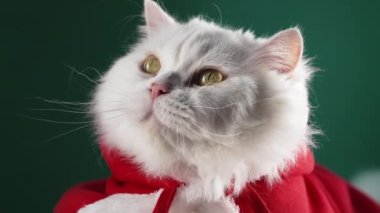 Yeşil arka planda Noel Baba kostümlü sevimli kedi, neşeli kıyafetli sevimli kedi arkadaş gülümseme getirir. Tatil mutluluğu, evcil hayvan promosyonları, yeni yıl hayvanları konsepti. Yüksek kalite 4k görüntü