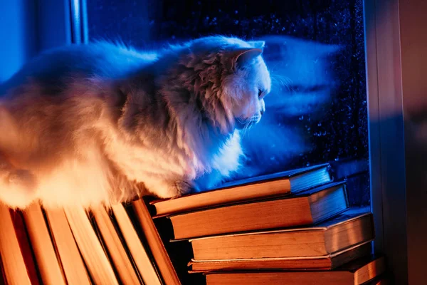 따뜻한 Coziness 매력적인 부드러운 고양이는 창문에 비오는 독서의 동반자 스톡 사진