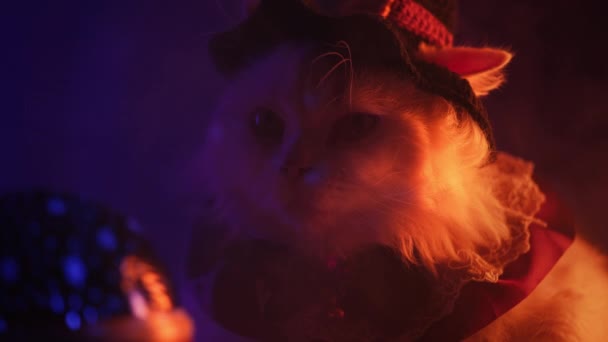 穿着巫婆服装的魔术师猫坐在闪闪发光的可预测的球旁边 万圣节的概念 高质量的4K镜头 — 图库视频影像
