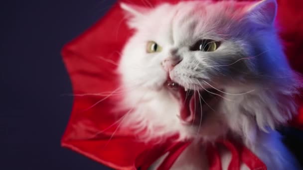 Nebezpečná Bílá Kočka Syčí Kitty Kostýmu Upíra Draculy Halloween Party — Stock video