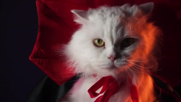 Biały Puszysty Kot Kostiumie Hrabiego Draculi Czarnym Tle Studia Koncepcja — Wideo stockowe