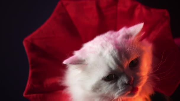 ブラックスタジオの背景にあるドラキュラ ヴァンパイア伯爵の白いふわふわの猫 ハロウィーンの概念 コスプレ 高品質の4K映像 — ストック動画