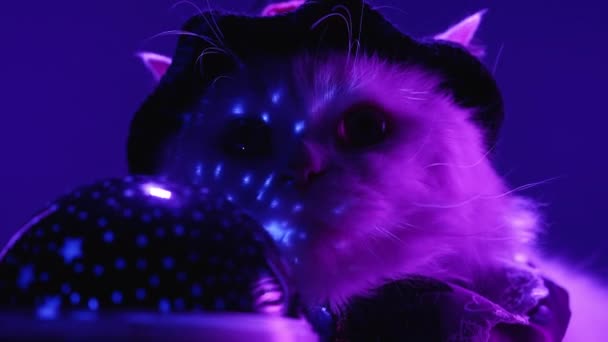 Zauberer Katze Hexenkostüm Sitzt Neben Glühenden Vorhersehbaren Ball Halloween Konzept — Stockvideo