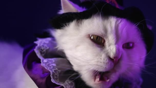 Чарівник Білий Пухнастий Кіт Чарівному Капелюсі Сидить Фіолетовій Кімнаті Концепція — стокове відео